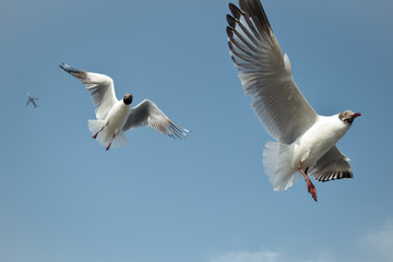 flying in the sky