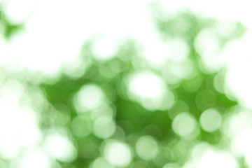 Obraz premium Closeup nature view of green leaf on blurred greenery background in garden