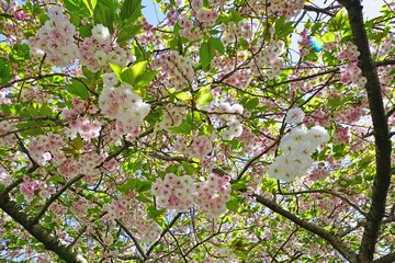 Pink and white blossoms of a sakura cherry prunus tree