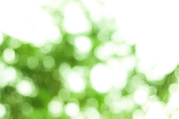 Obraz premium Closeup nature view of green leaf on blurred greenery background in garden