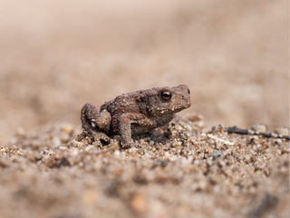 Brauner Frosch auf Sand
