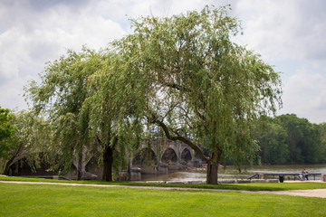 Fototapeta na wymiar Trees and Bridge by River