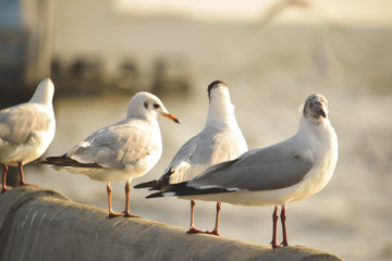 seagulls on the beach