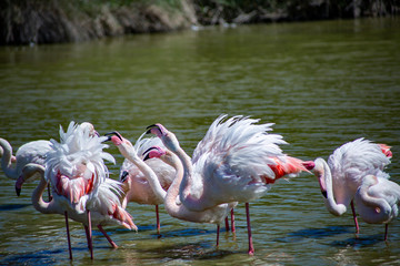 Flamants roses