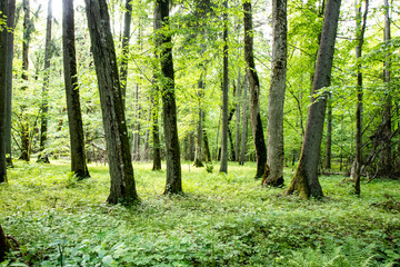 Fototapeta na wymiar Primeval bialowieza forest, vegetation that grows without human intervention. Fallen trees and very tall trees. Trails and hiking in the forest