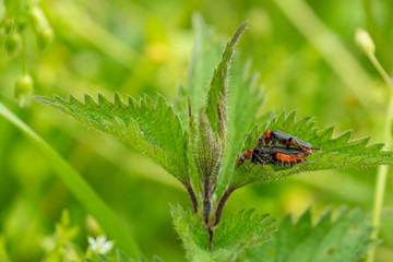 Insektenpaar auf Brennnesselblatt