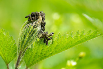Schmetterlingsraupen an Brennnesseln