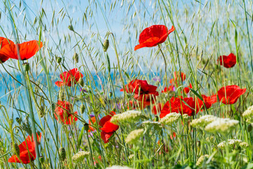 Fototapeta premium Red poppies and other flowers with a green grass on a meadow. Summer wild meadow flowers against the background of the blue sky with clouds 