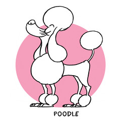 Poodle Cartoon