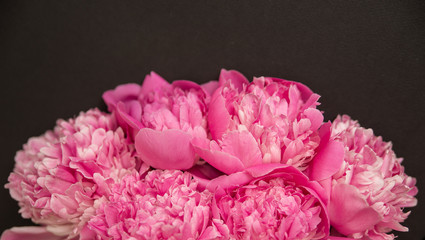 Peonies pink buds and petals on a black background space for text