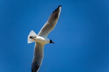 Mouette rieuse
