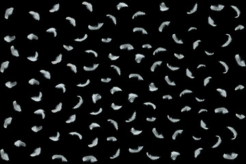 white feathers on black background.