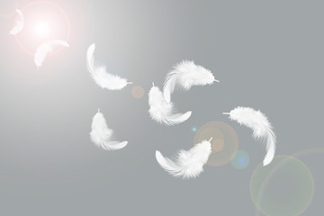 white feather float in the air.