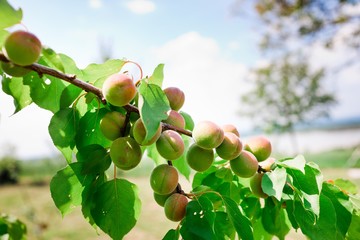 Maturing apricots on tree branch during spring time.