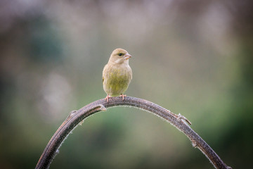 verdone posato su una pianta di girasole