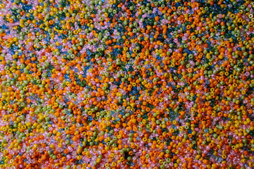 Fototapeta premium Background from multi-colored small beads