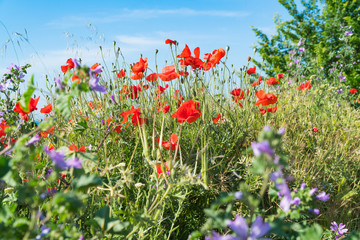 Obraz na płótnie Canvas Red poppies and other flowers with a green grass on a meadow. Summer wild meadow flowers against the background of the blue sky with clouds 