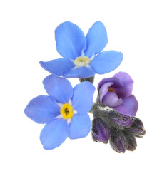 Amazing spring forget-me-not flowers on white background