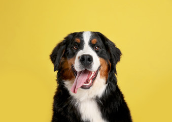 Grappige Berner Sennenhond op kleur achtergrond