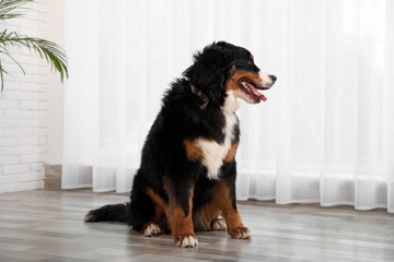 Cute Bernese mountain dog on floor indoors