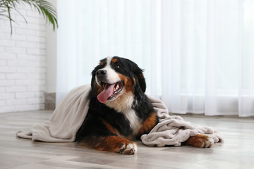 Funny Bernese mountain dog with blanket on floor indoors