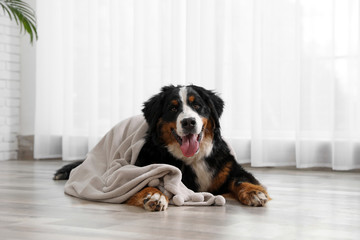 Funny Bernese mountain dog with blanket on floor indoors