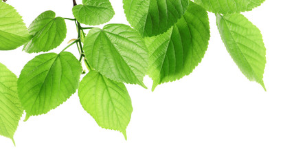 Fototapeta na wymiar Branch with green leaves on white background