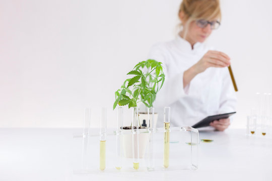 Scientist checking a pharmaceutical cbd oil in a laboratory with a tablet