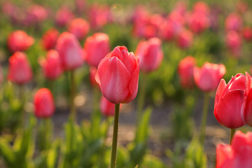 Closeup view of beautiful fresh tulips on field, space for text. Blooming spring flowers