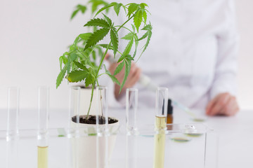 Scientist working with pharmaceutical cbd oil in a laboratory with a glass equipment