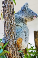A koala on a eucalyptus gum tree in Australia
