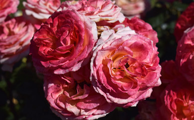 Rosas en Parque de Cervantes, Barcelona España