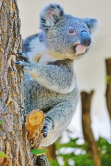 A koala on a eucalyptus gum tree in Australia