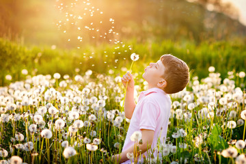 Adorable cute school boy blowing on a dandelion flower on the nature in the summer. Happy healthy...