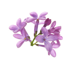 Fototapeta na wymiar Branch with lilac flowers on white background
