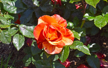 Rosas en Parque de Cervantes, Barcelona España