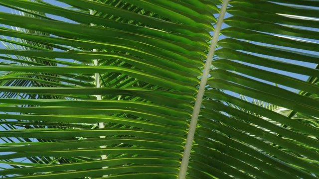 Green foliage, branches of palm trees and tropical trees against the blue sky.