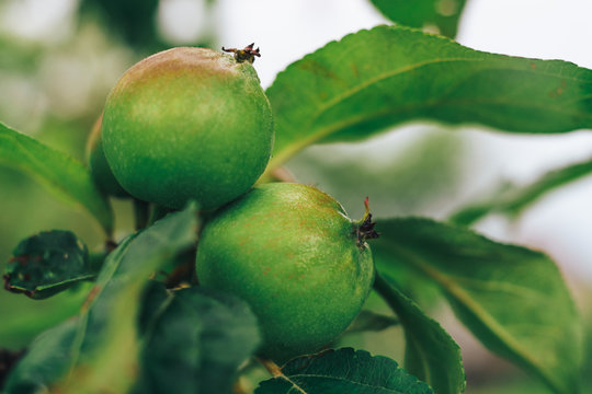 Small Young Apple Growing On A Tree