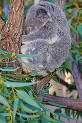 Obraz premium A koala on a eucalyptus gum tree in Australia