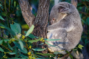 A koala on a eucalyptus gum tree in Australia