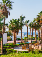 Straw umbrellas, green palm, at the resort.  Holiday concept. Sharm el Sheikh. Egypt.