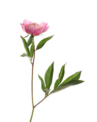Obraz premium Fragrant bright peony on white background. Beautiful spring flower