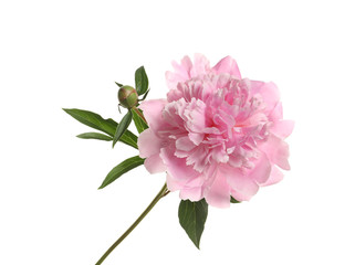 Fragrant bright peony on white background. Beautiful spring flower