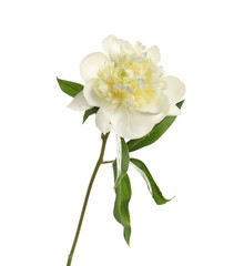 Naklejka na ściany i meble Fragrant peony on white background. Beautiful spring flower