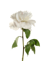 Fragrant peony on white background. Beautiful spring flower