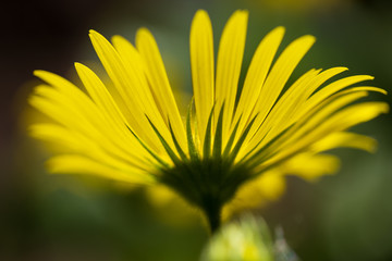 closeup of yellow flower with beatiful petals on green background