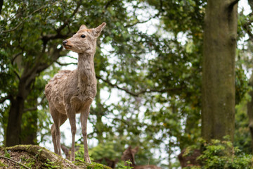 Sweet Little Deer Kid Fawn Looking to the Side with Sunshine in the forest with green background