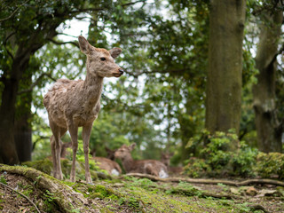 Sweet Little Deer Kid Fawn Looking to the Side with Sunshine in the forest with green background