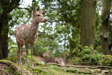 Sweet Little Deer Kid Fawn Looking to the Side with Sunshine in the forest with green background