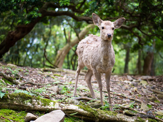 Sweet Little Deer Kid Fawn Looking to the Side with Sunshine in the forest with green background